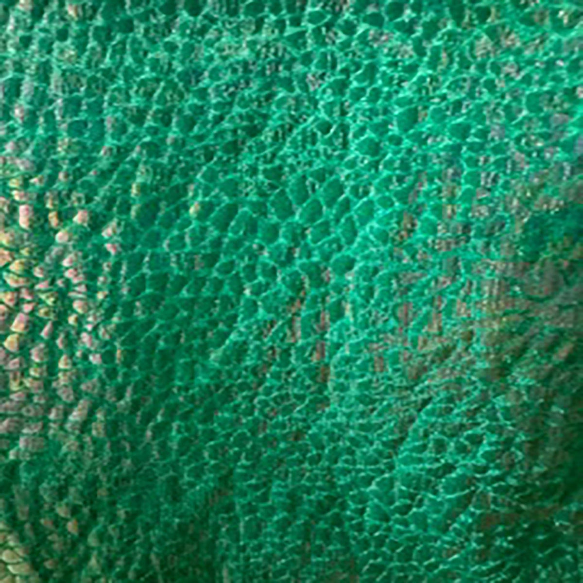 Radiant Gator | 4-Way Custom Designer Prism Flex | Spandex Palace